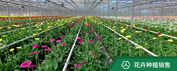 花卉種植銷(xiāo)售與紙制品銷(xiāo)售 綠色產(chǎn)業(yè)與日常需求的融合