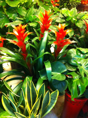 上海閔行禮品/鮮花公司與58網(wǎng)鄰?fù)堉破蜂N(xiāo)售分析